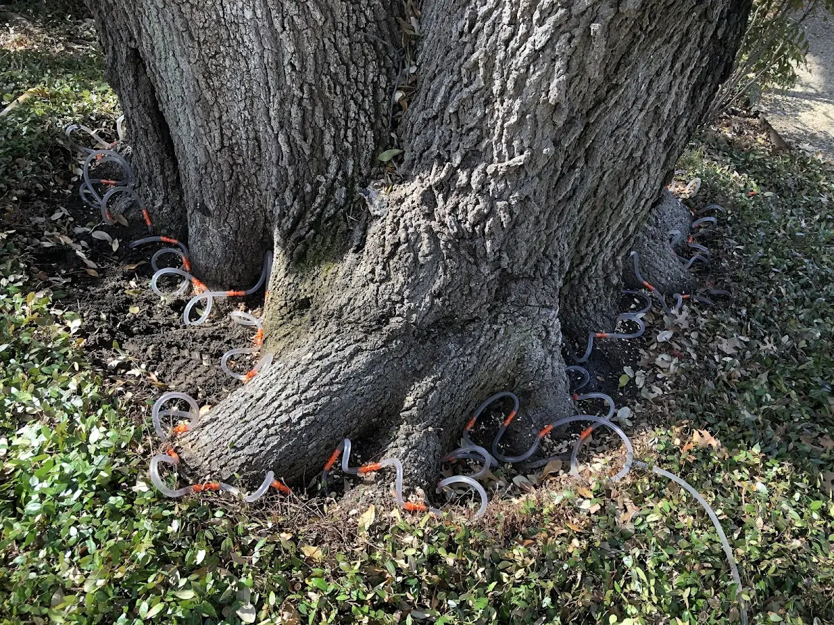 Detailed Tree Cabling and Bracing job site in Montezuma Creek