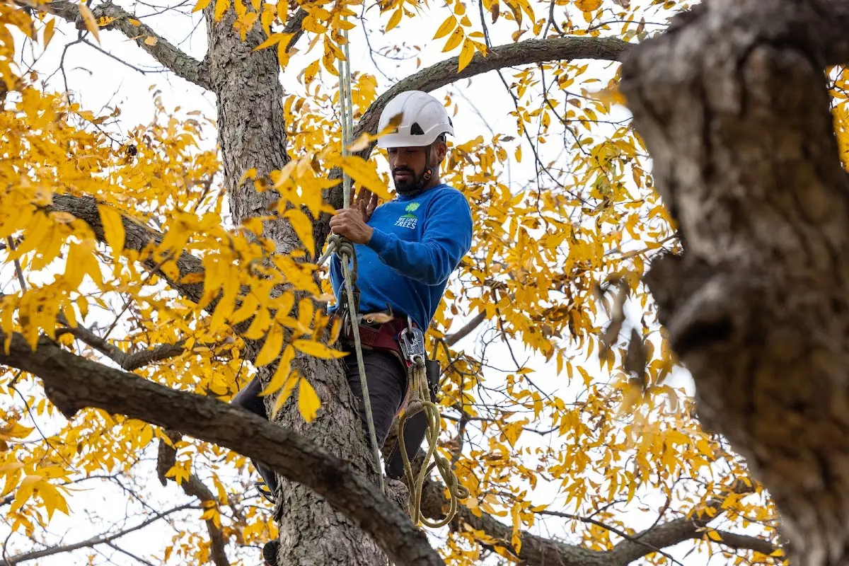 Skilled Tree Pruning crew working in Montezuma Creek
