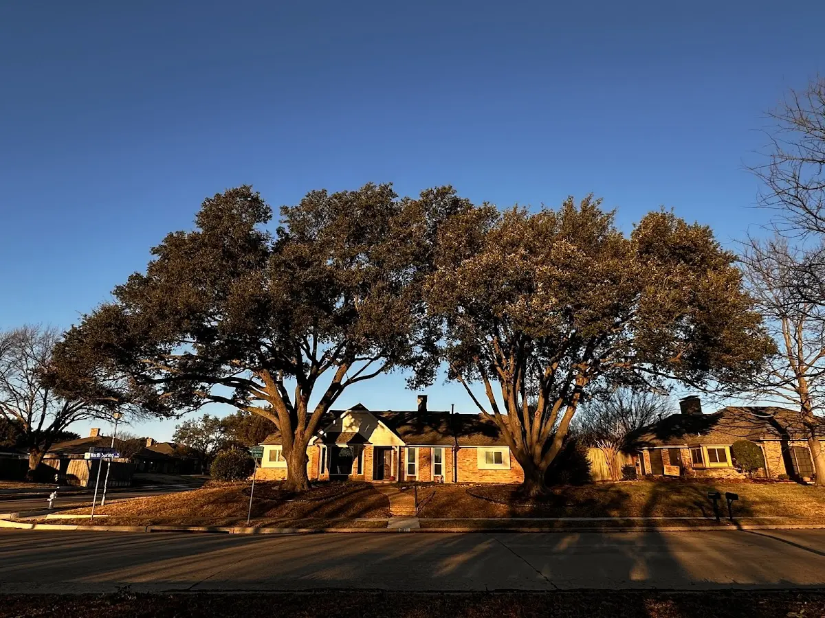 Established residential canopy tree shading a home in Montezuma Creek